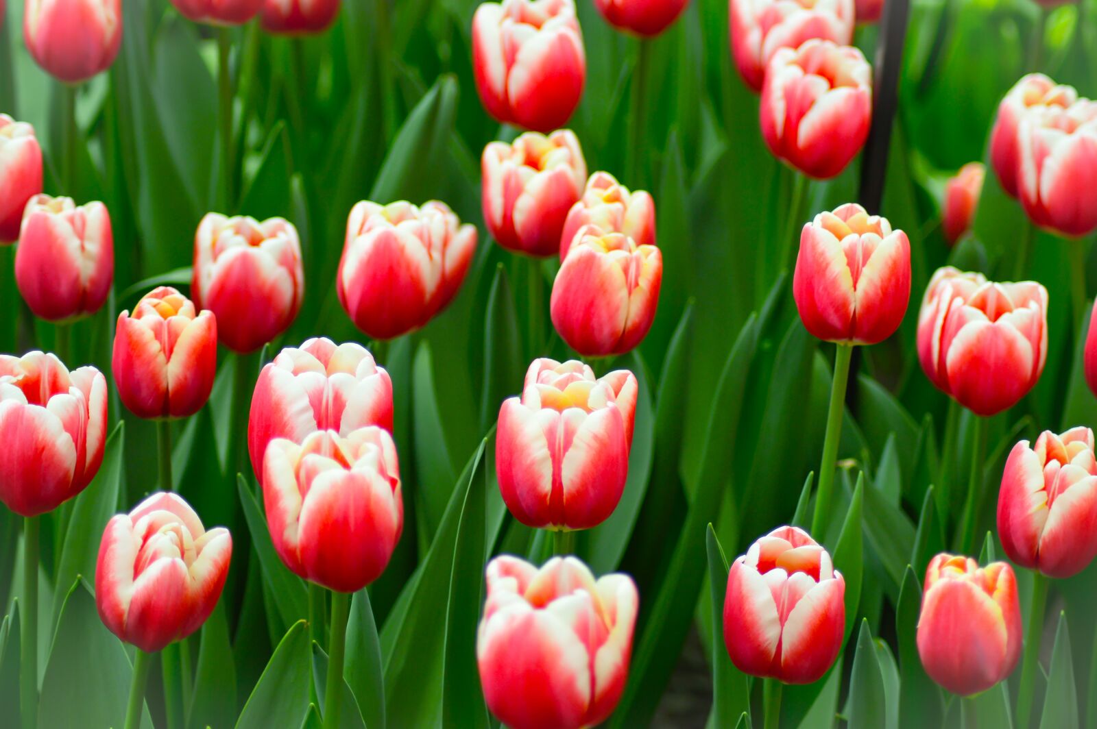 Nikon D3200 sample photo. Tulips, keukenhof, flower photography