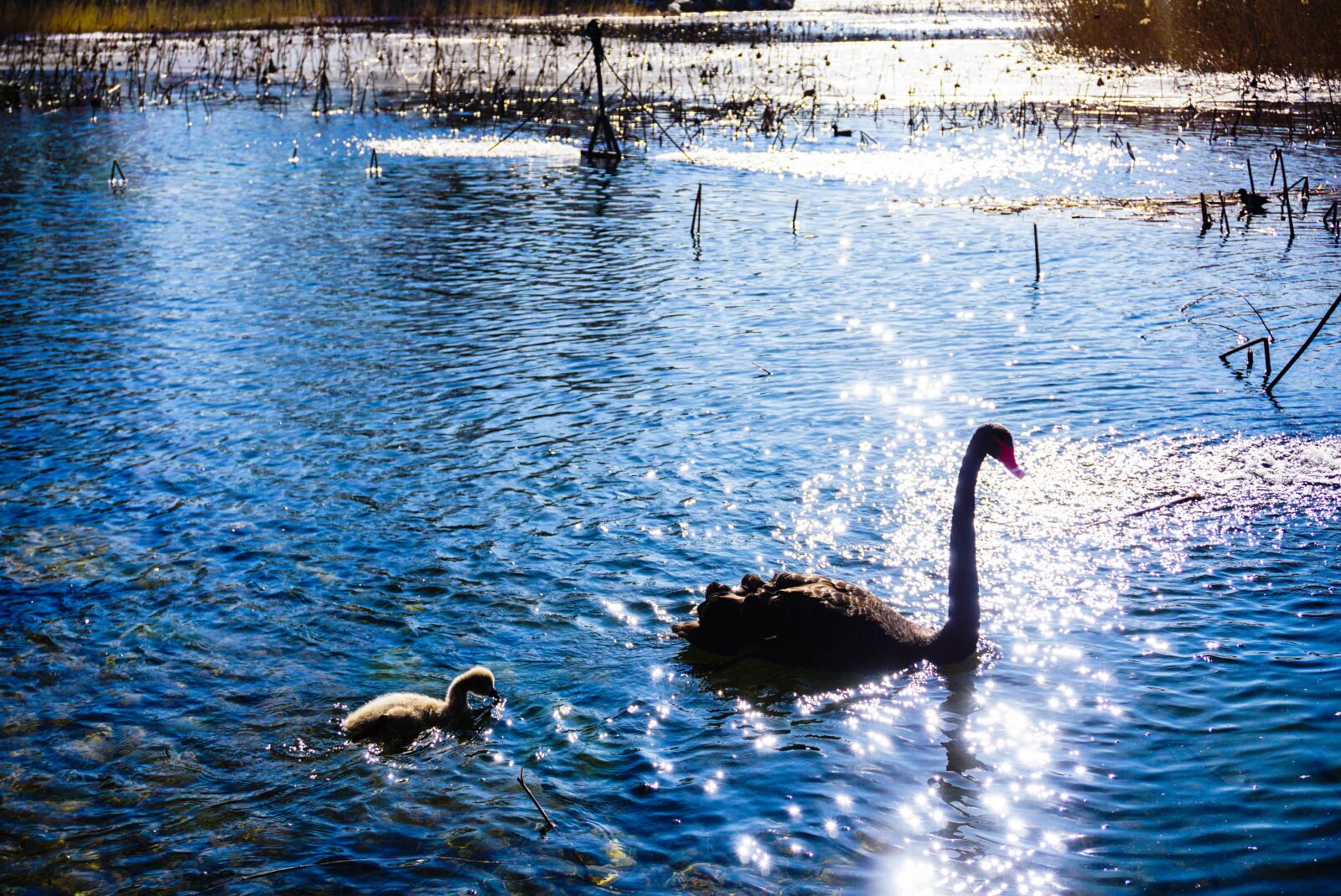 Sony a6000 sample photo. Animal, swan, black swan photography