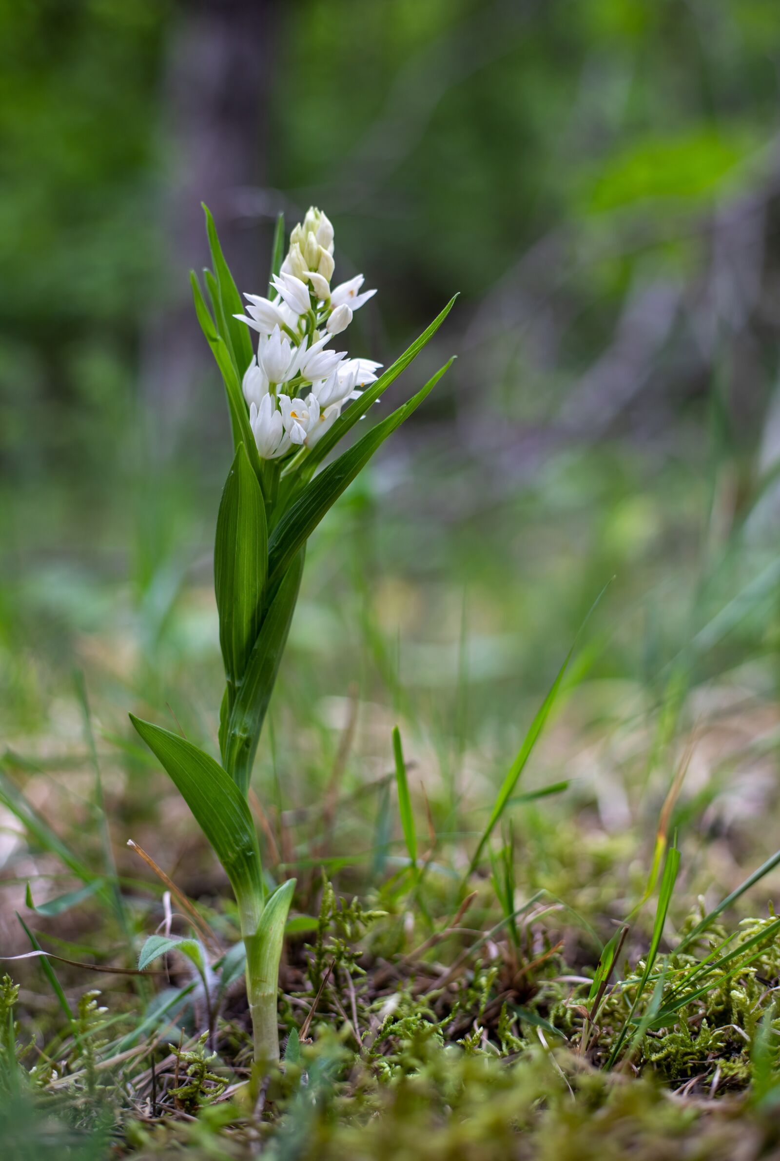 Canon EOS 6D Mark II sample photo. C phalant re, white photography
