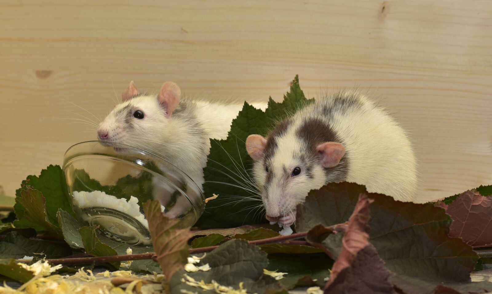 Nikon D750 sample photo. Rat, color rats, attention photography