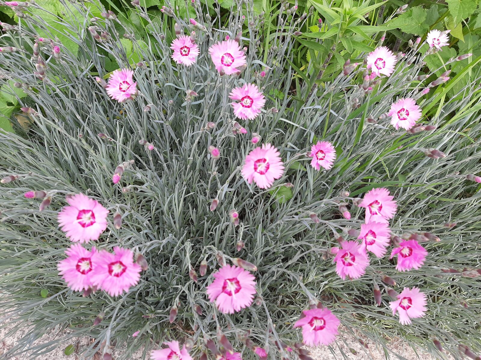 Samsung Galaxy A50 sample photo. Paeraengyi, dianthus flower, 5 photography