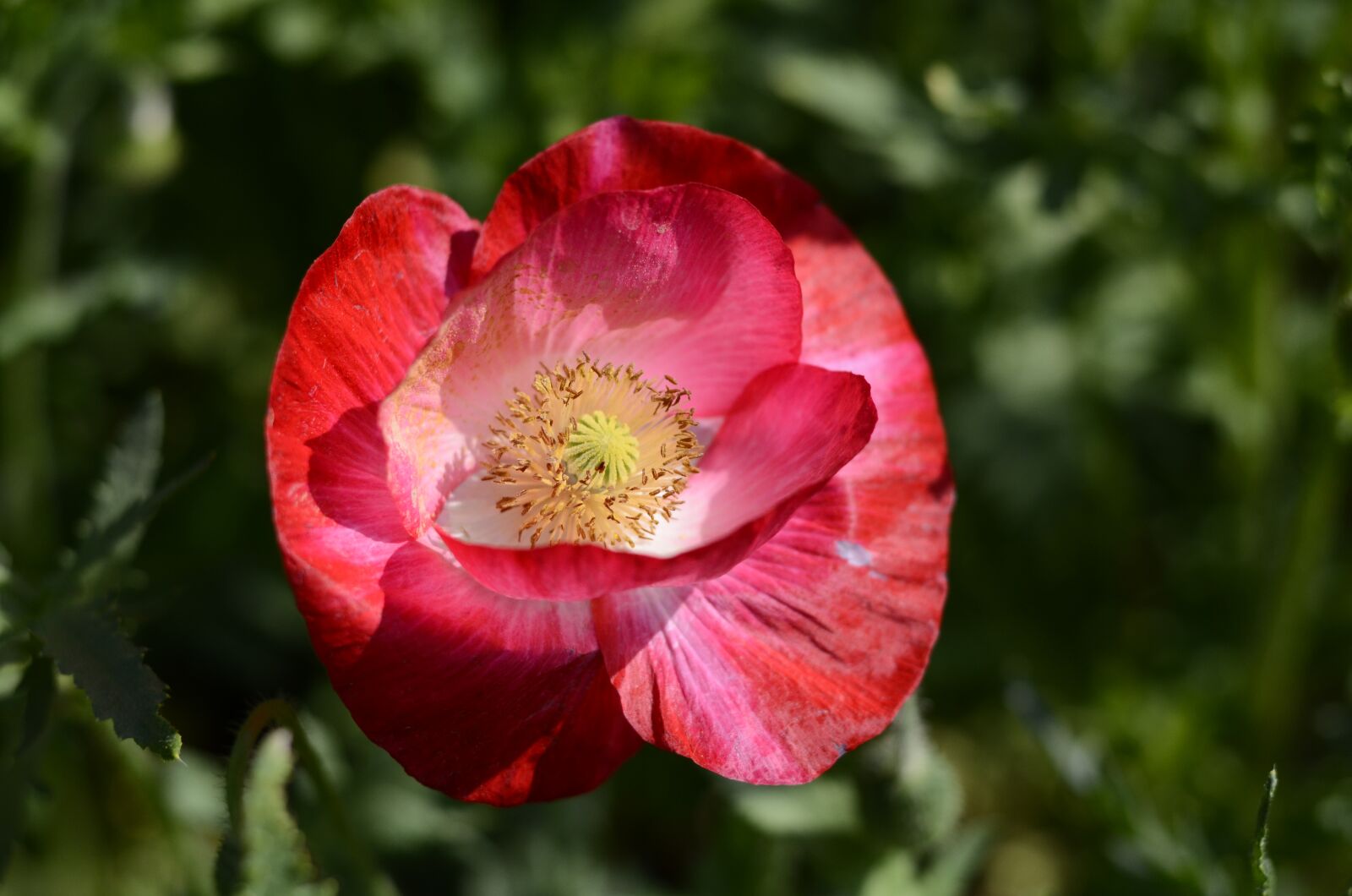 Nikon D5100 sample photo. Red flowers, playboy, plant photography