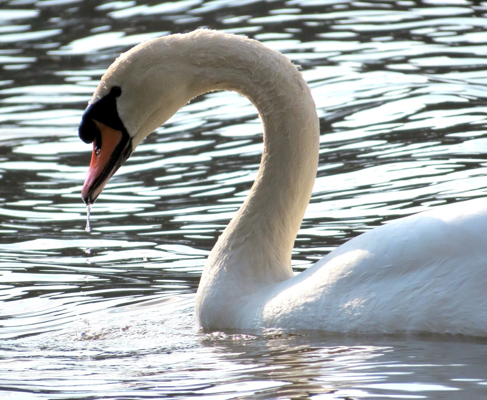Canon PowerShot SX40 HS sample photo. Wildlife, nature, bird photography
