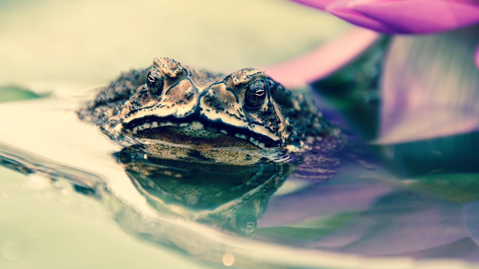 Canon EOS 60D sample photo. Toad, frog, tadpoles photography