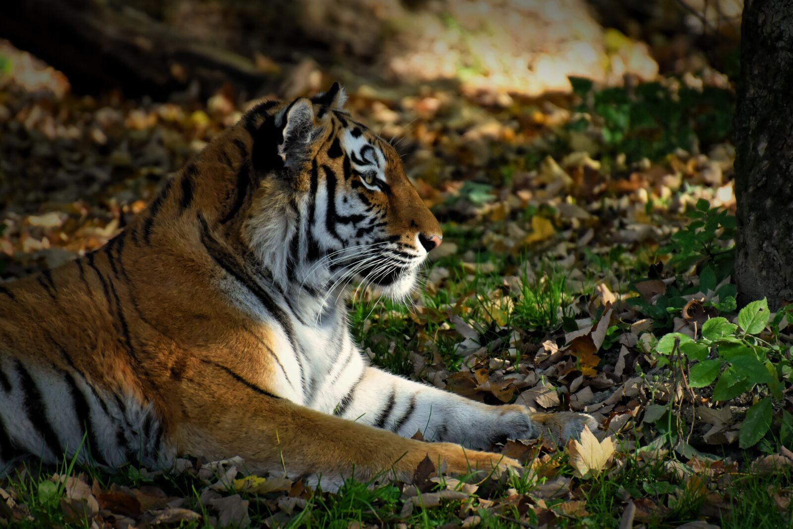 Nikon D7200 sample photo. Tiger, predator, fur photography