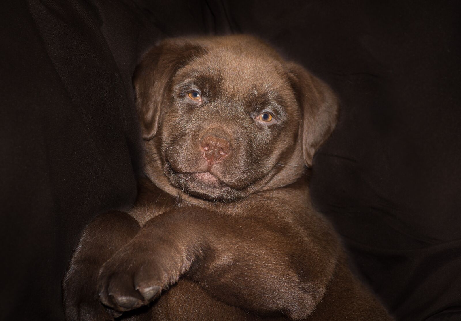 Nikon D610 sample photo. Puppy, dog, cute photography