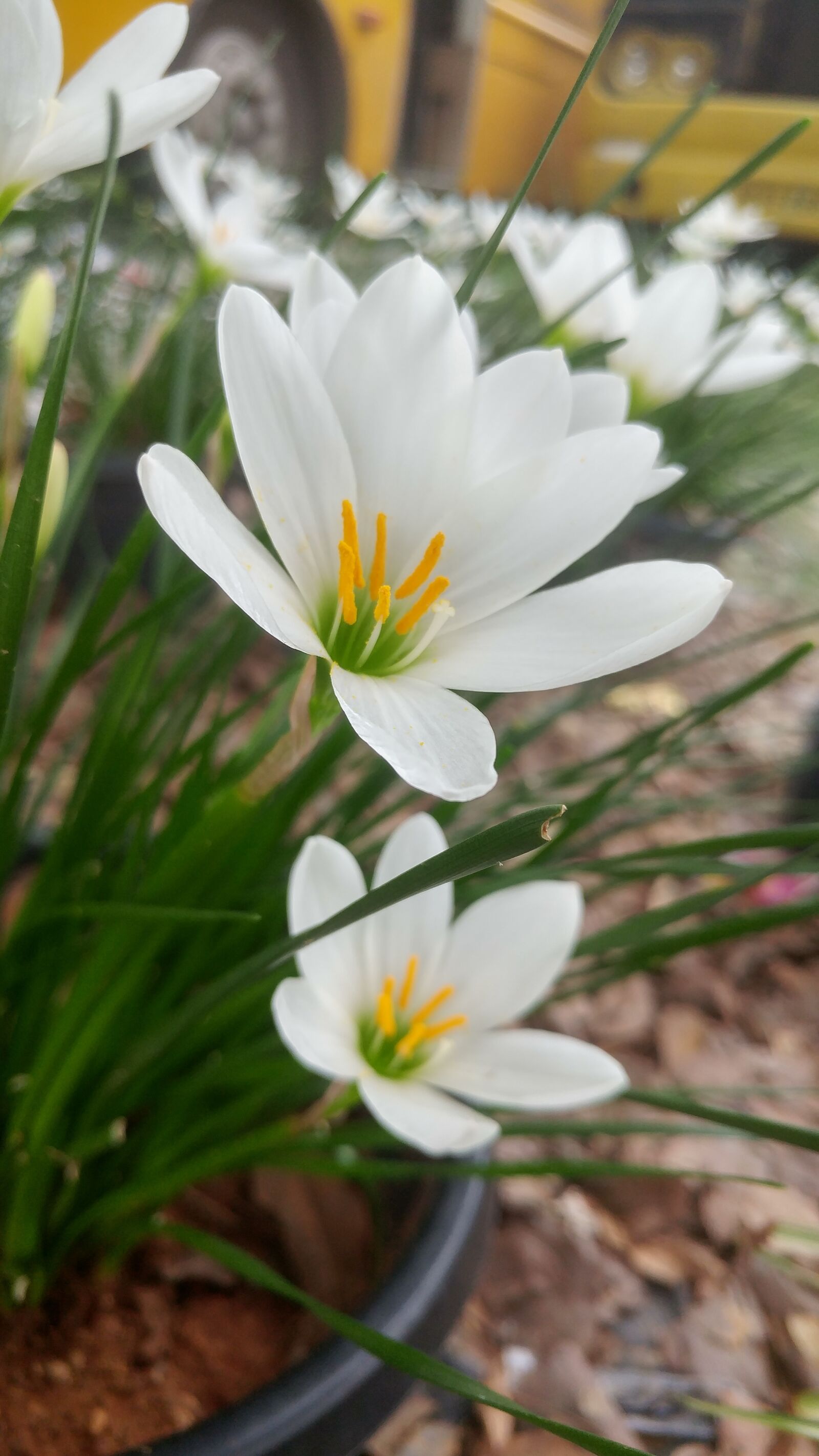 LG G5 sample photo. Flower, white flower, plant photography
