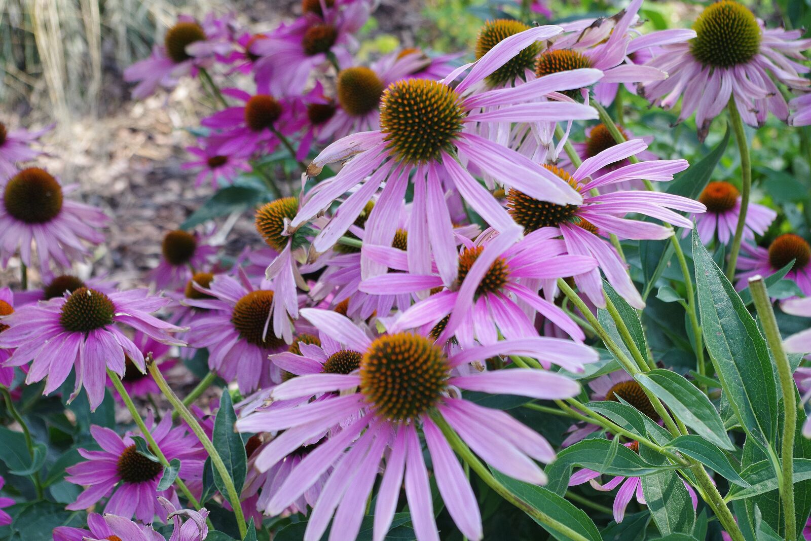 Pentax K-S2 sample photo. Coneflower, purple, enchinacea photography
