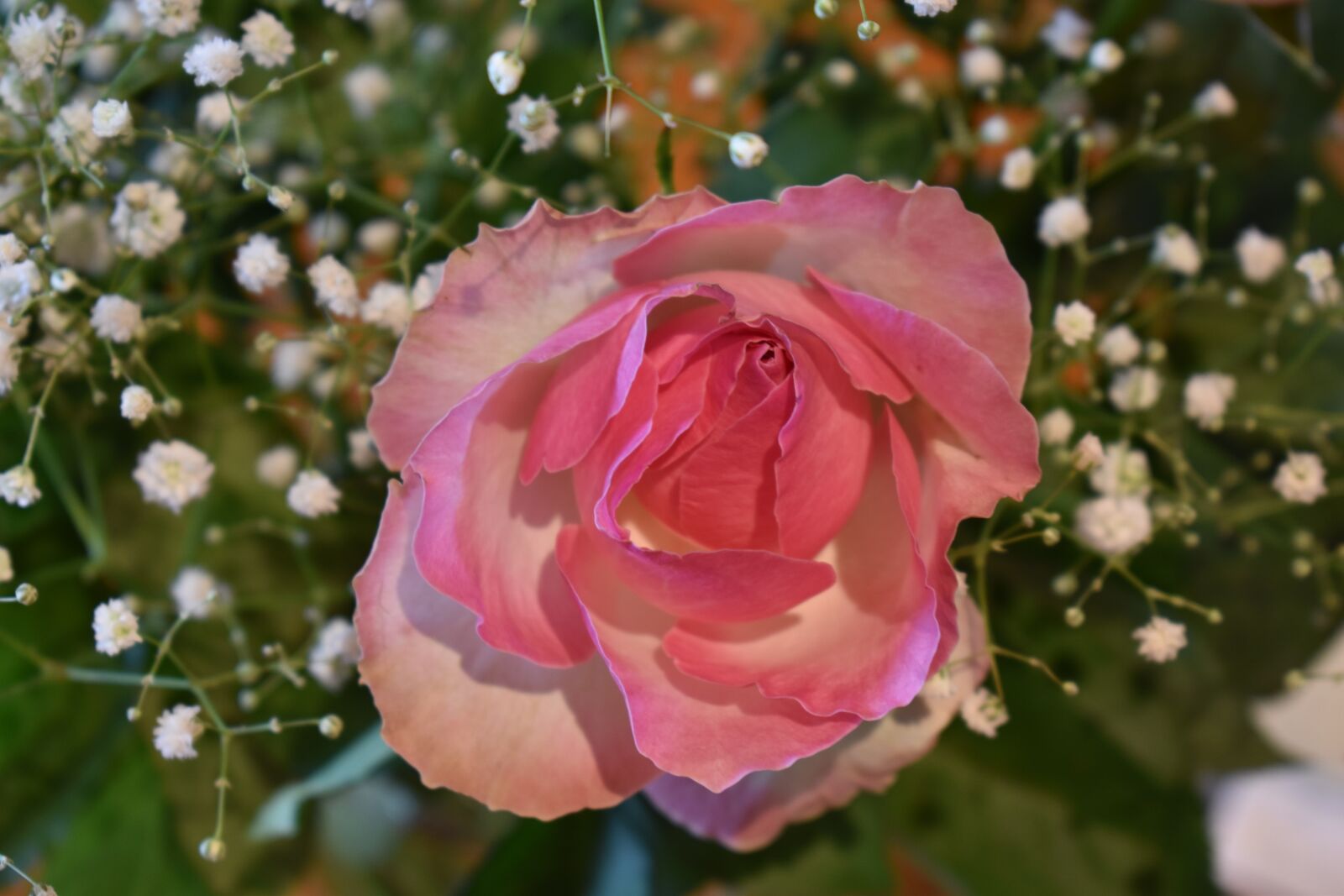 Nikon D5600 sample photo. Rose, pink, flower photography