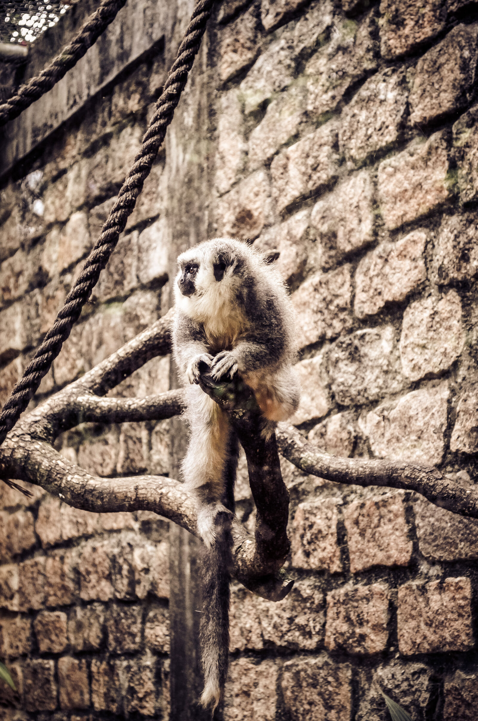 Nikon D5100 sample photo. Monkey, animal photography