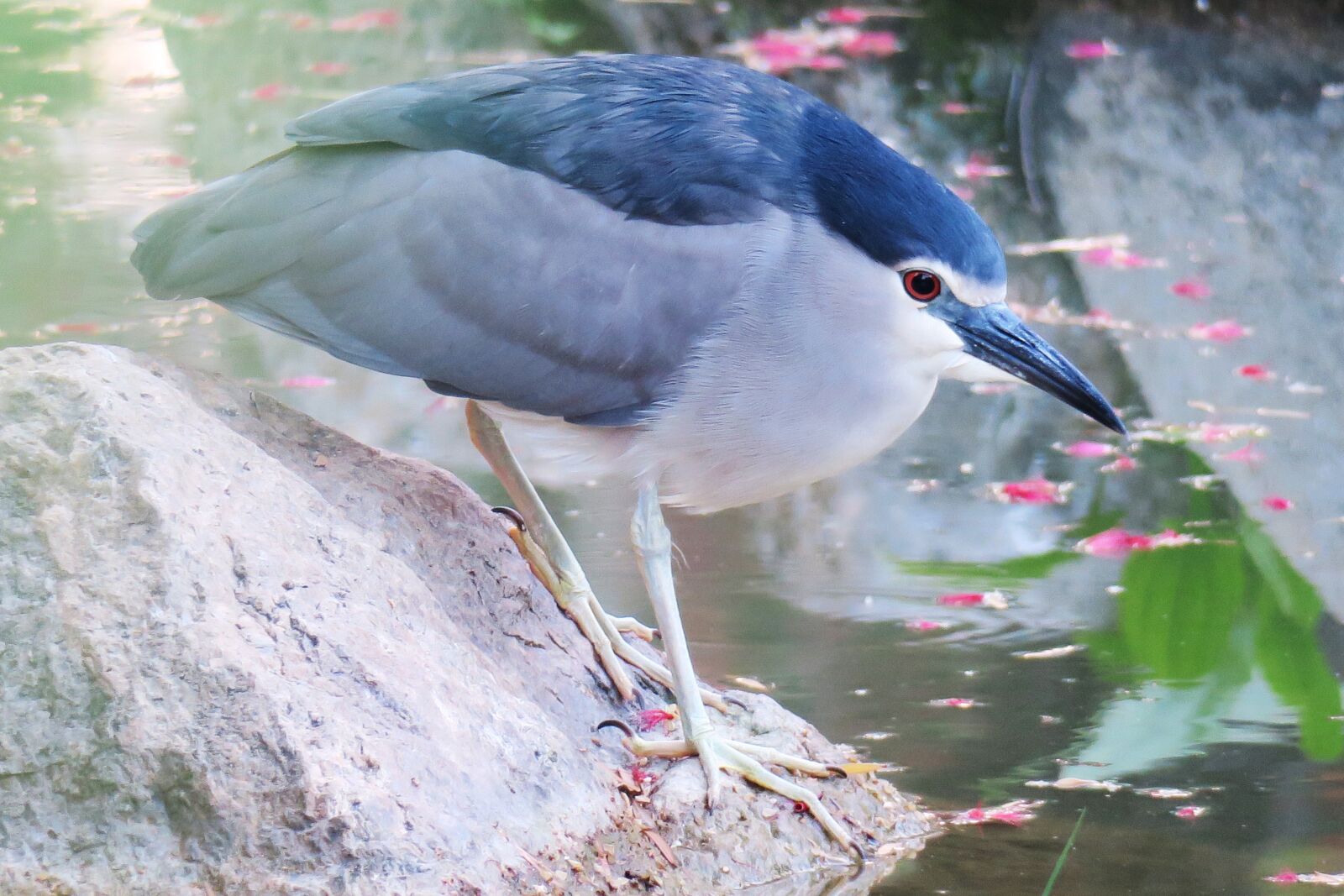 Canon PowerShot G3 X sample photo. Bird, nature, wildlife photography
