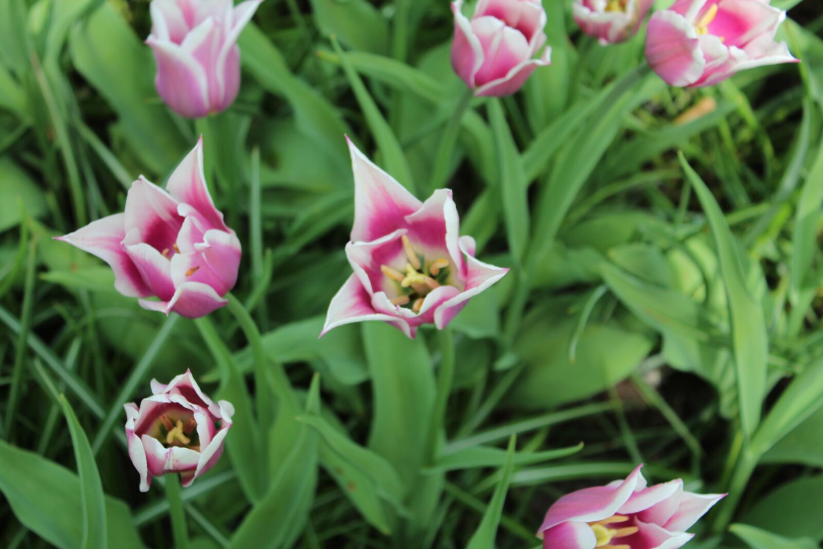 Canon EOS 600D (Rebel EOS T3i / EOS Kiss X5) sample photo. Tulips, pink, grass photography
