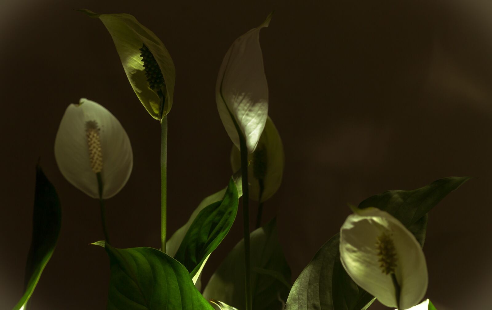 Canon EOS 70D + Canon EF 50mm F1.8 II sample photo. Lights, flowers, ornamental flower photography