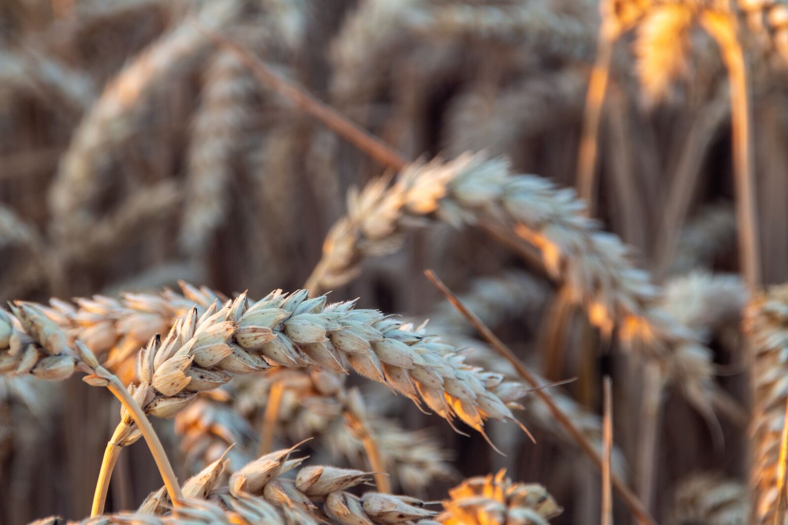 Canon EOS 100D (EOS Rebel SL1 / EOS Kiss X7) sample photo. Corn, field, harvest photography