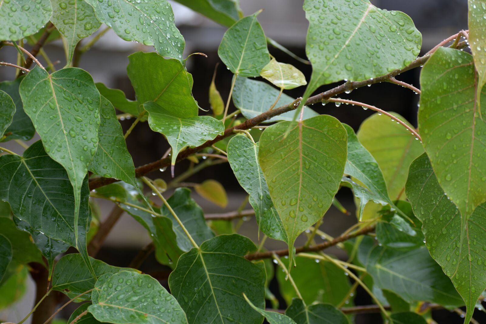 Nikon D5600 sample photo. Pipal leaves, raining, rain photography
