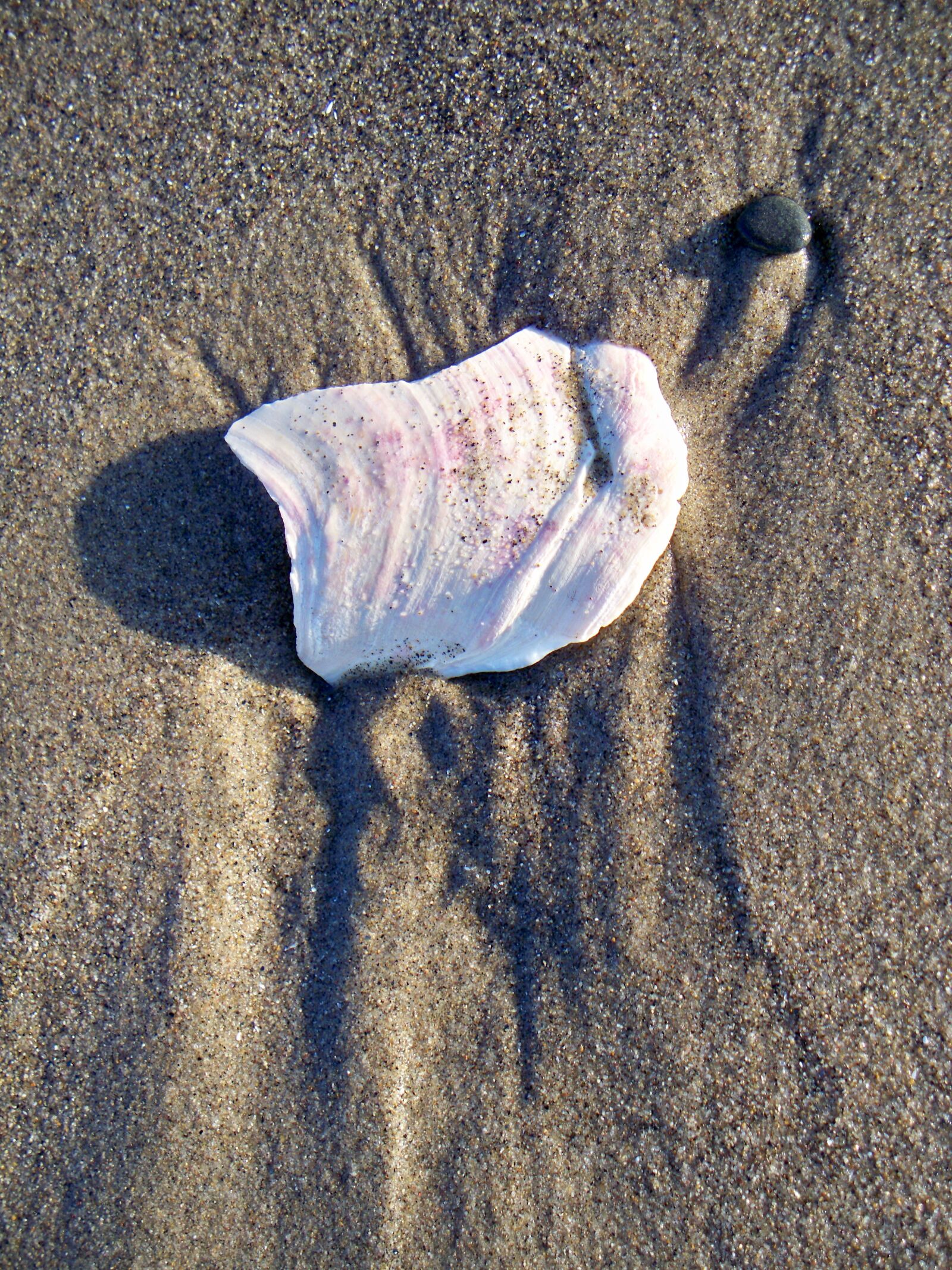 Kodak EASYSHARE Z1485 IS DIGITAL CAMERA sample photo. Sand, beach, nature photography