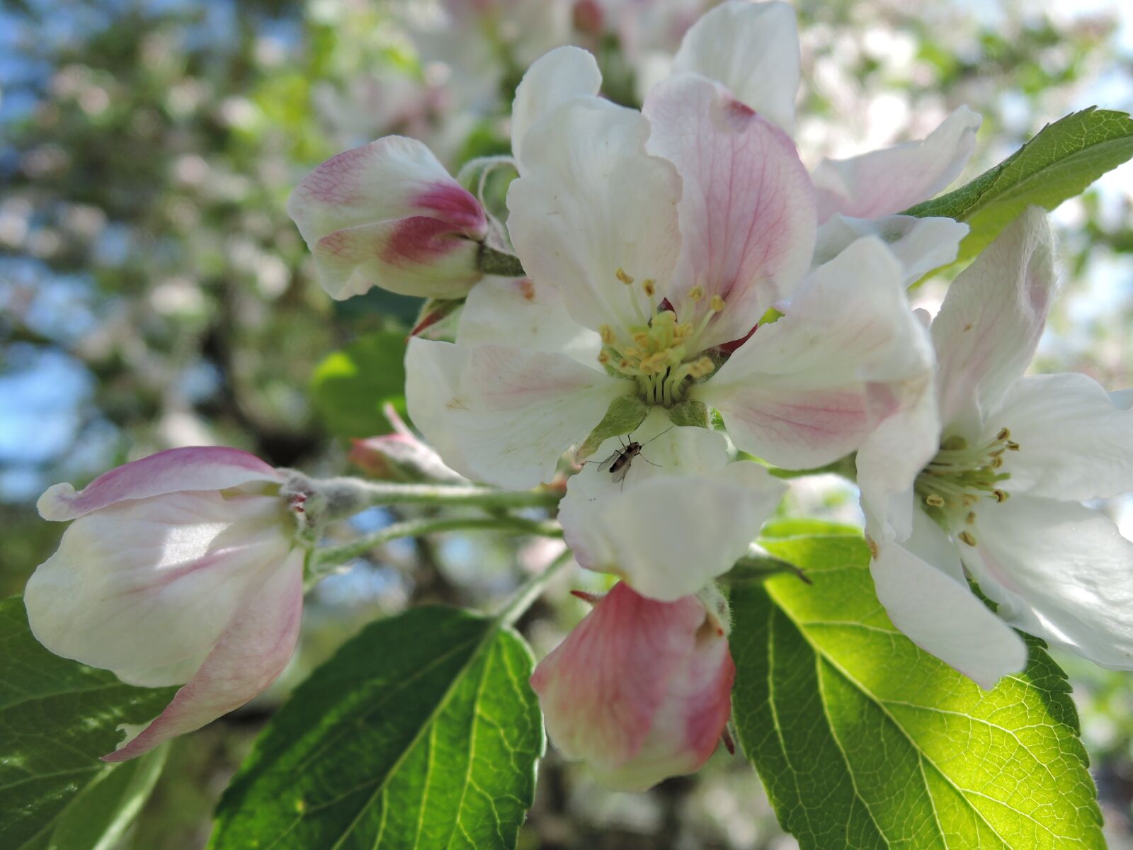 Nikon Coolpix P340 sample photo. Flower, apple tree, apple photography