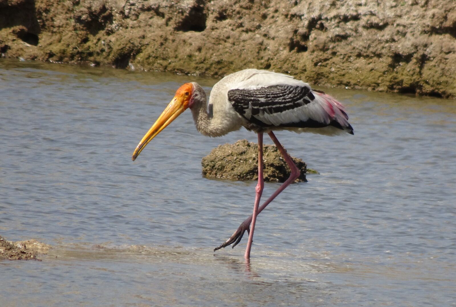 Sony Cyber-shot DSC-HX90V sample photo. Bird, stork, painted stork photography