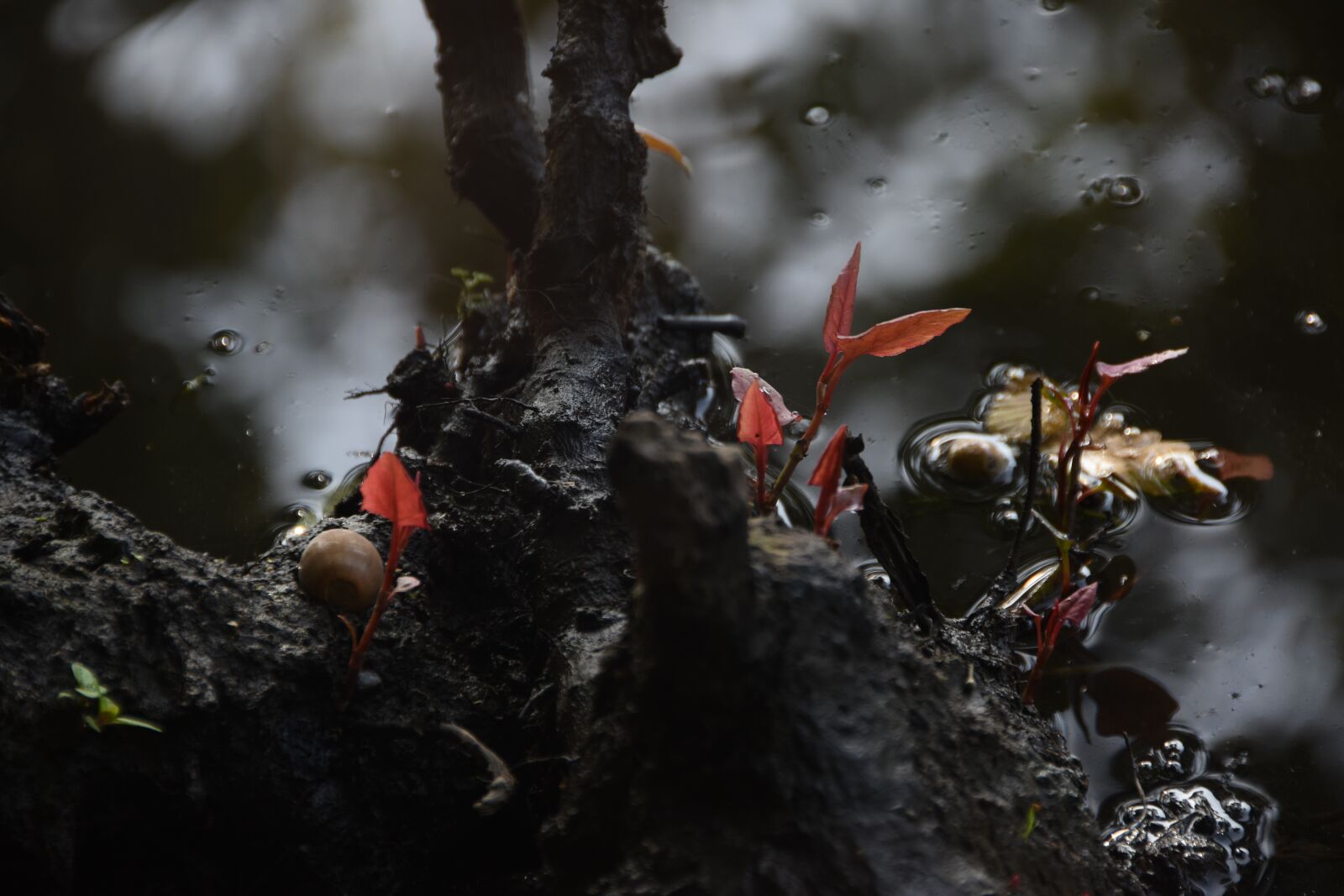 Nikon D5600 sample photo. Water, plant, red photography