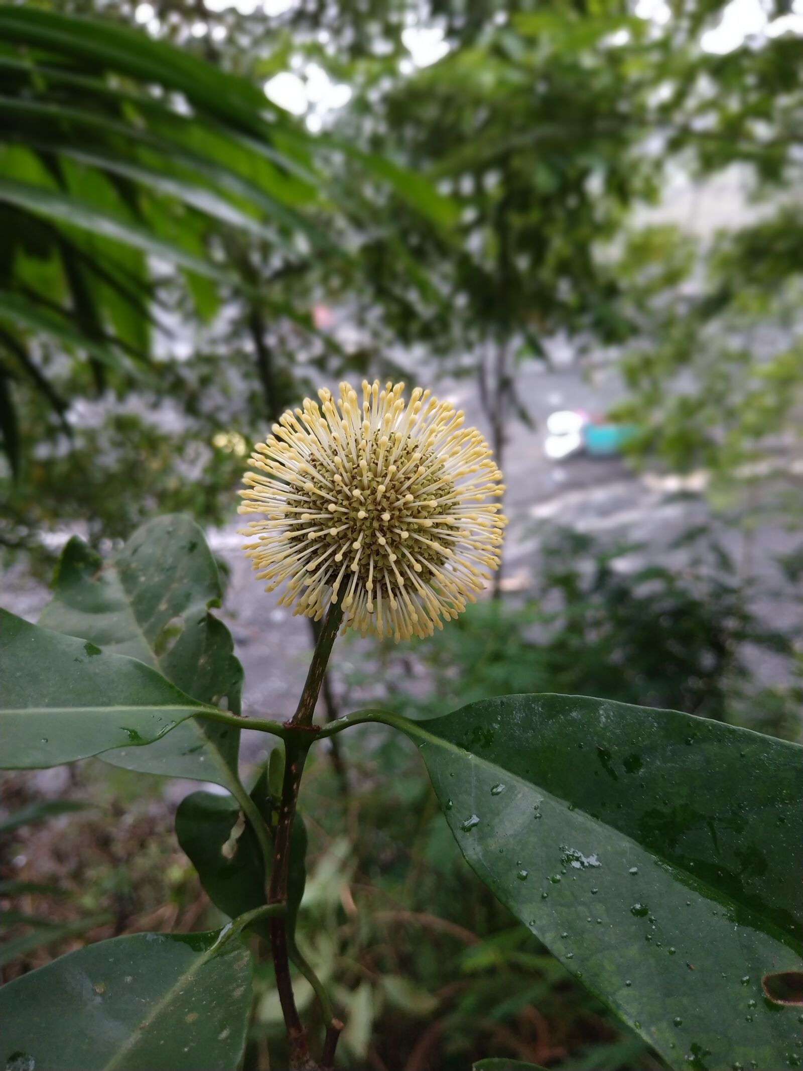 Xiaomi Redmi Note 5 sample photo. Flower, sun, green photography