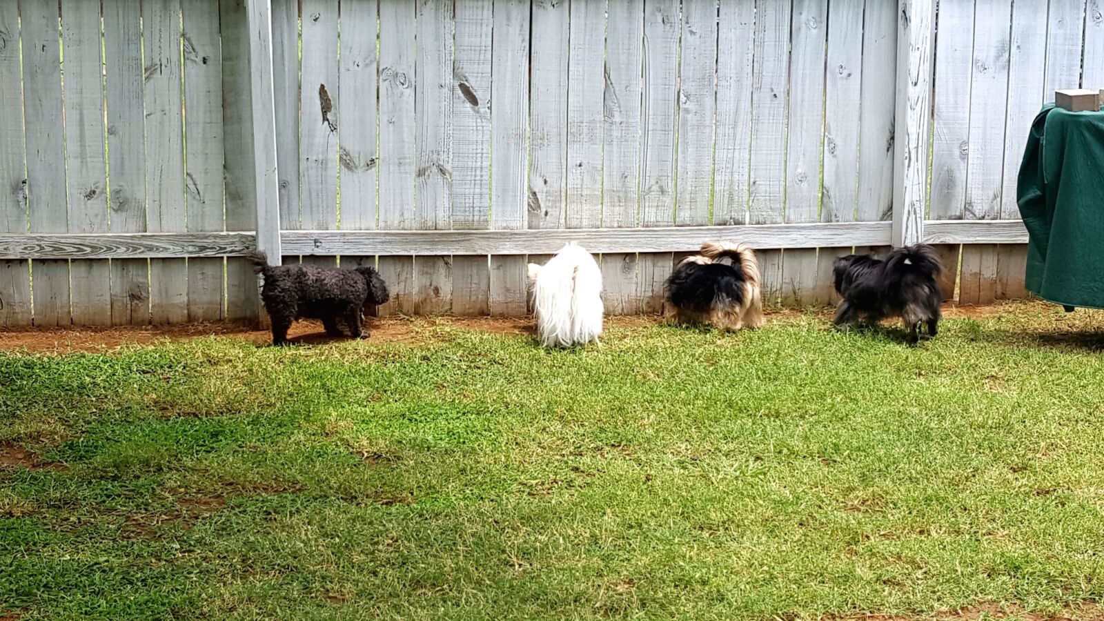 Samsung Galaxy Note5 sample photo. Grass, fence, backyard, canine photography