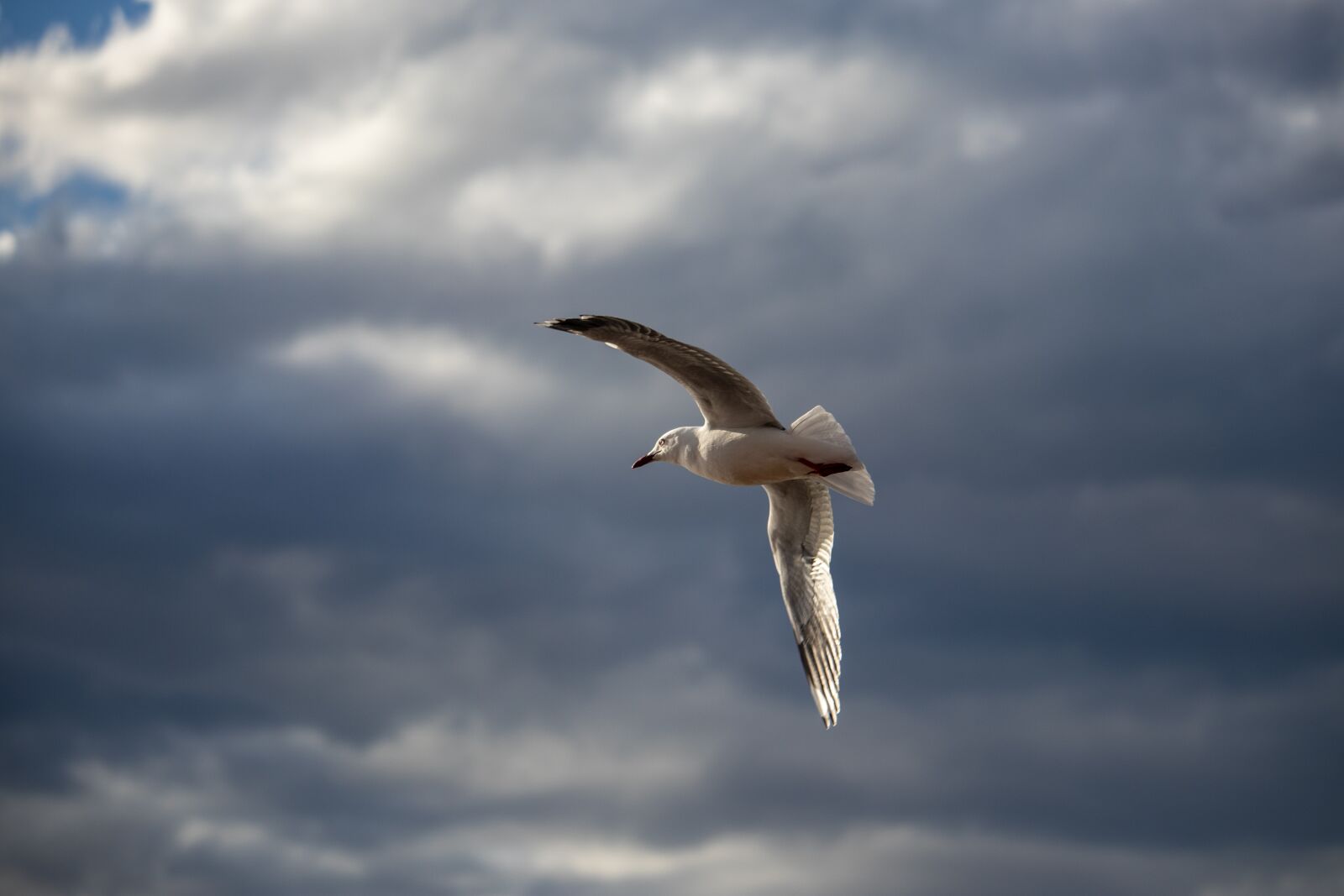 Canon EOS 200D (EOS Rebel SL2 / EOS Kiss X9) sample photo. Seagull, flying, bird photography