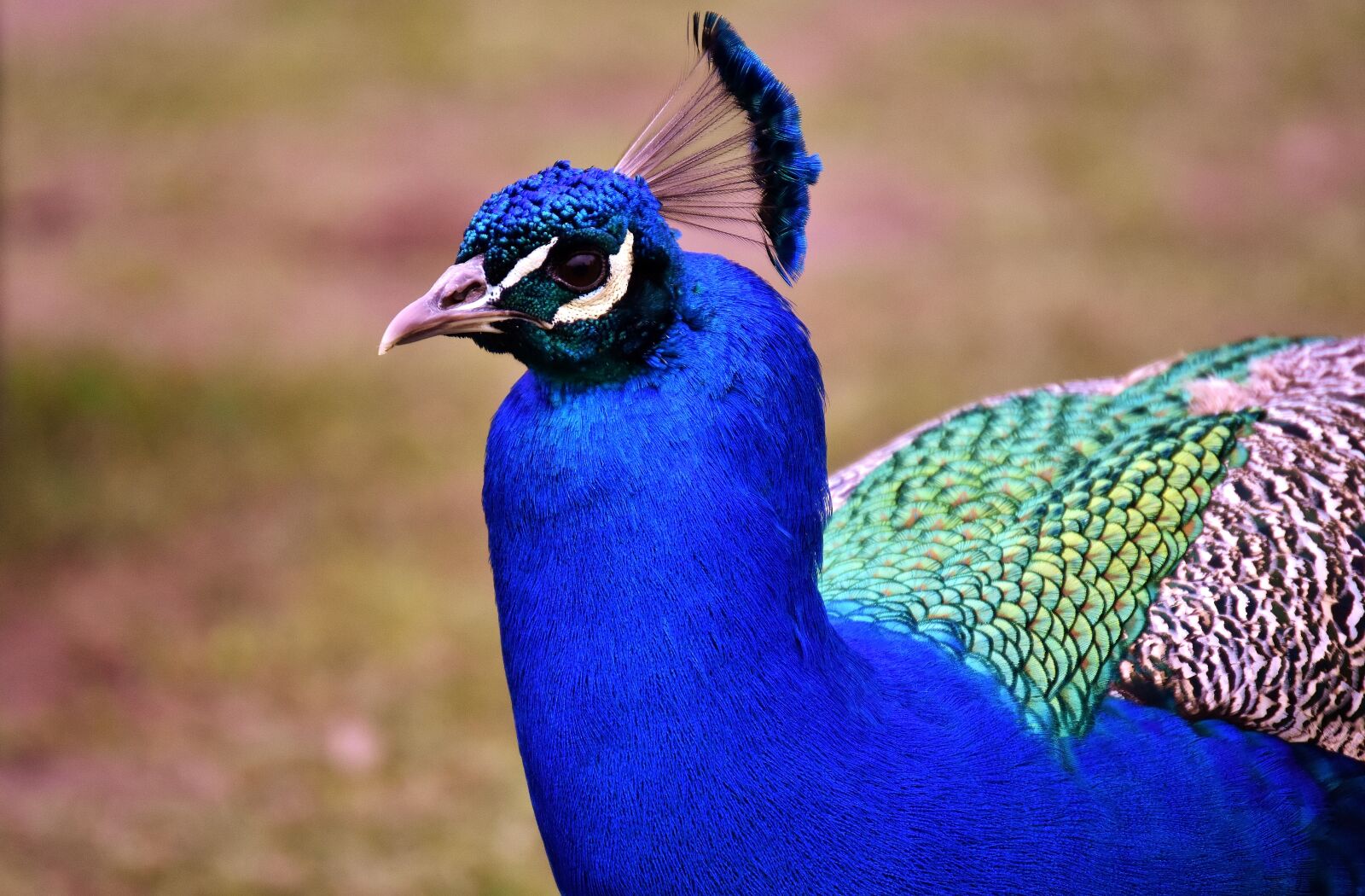 Nikon D7200 sample photo. Peacock feathers, plumage, iridescent photography
