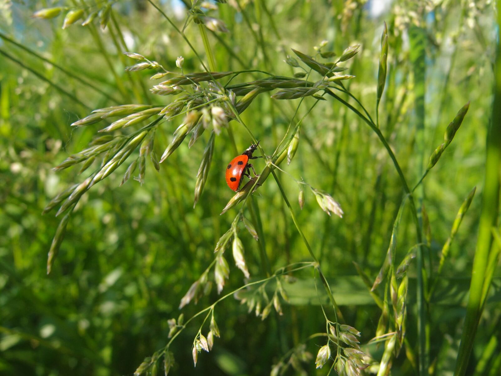 Olympus XZ-1 sample photo. Grass, summer, green photography