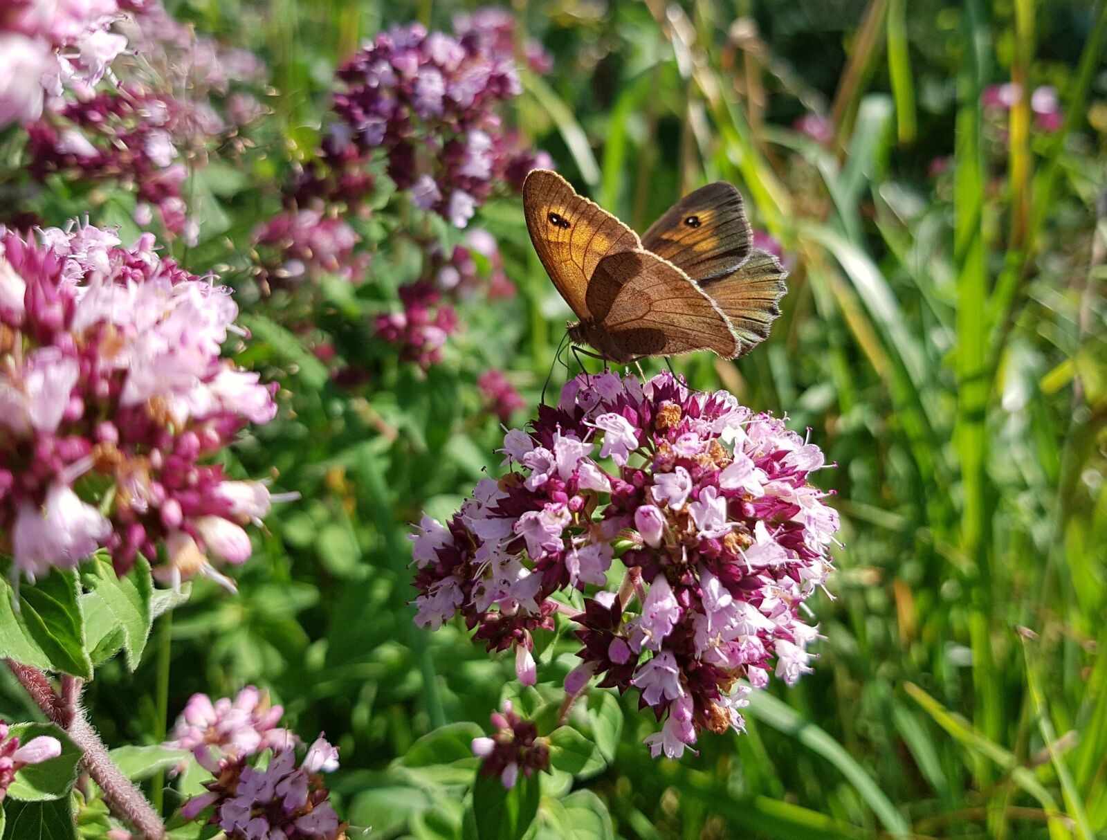 Samsung Galaxy S7 sample photo. Butterfly, butterflies, meadow brown photography