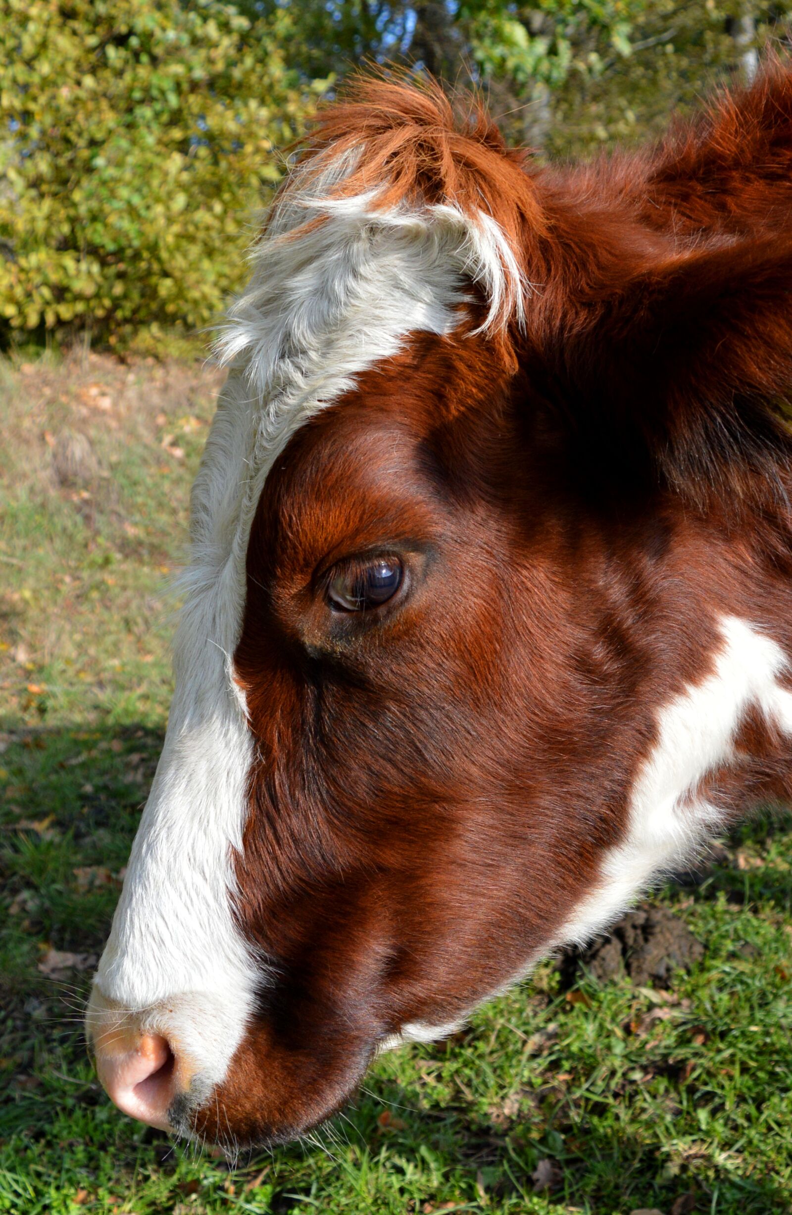 Nikon D3200 sample photo. Cow, head, close up photography