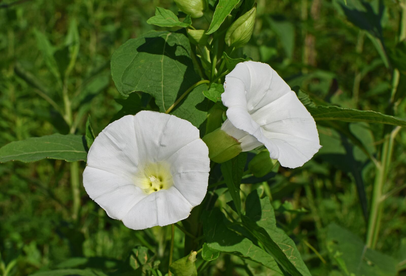 Nikon D3300 sample photo. Morning glory, wildflower, flower photography