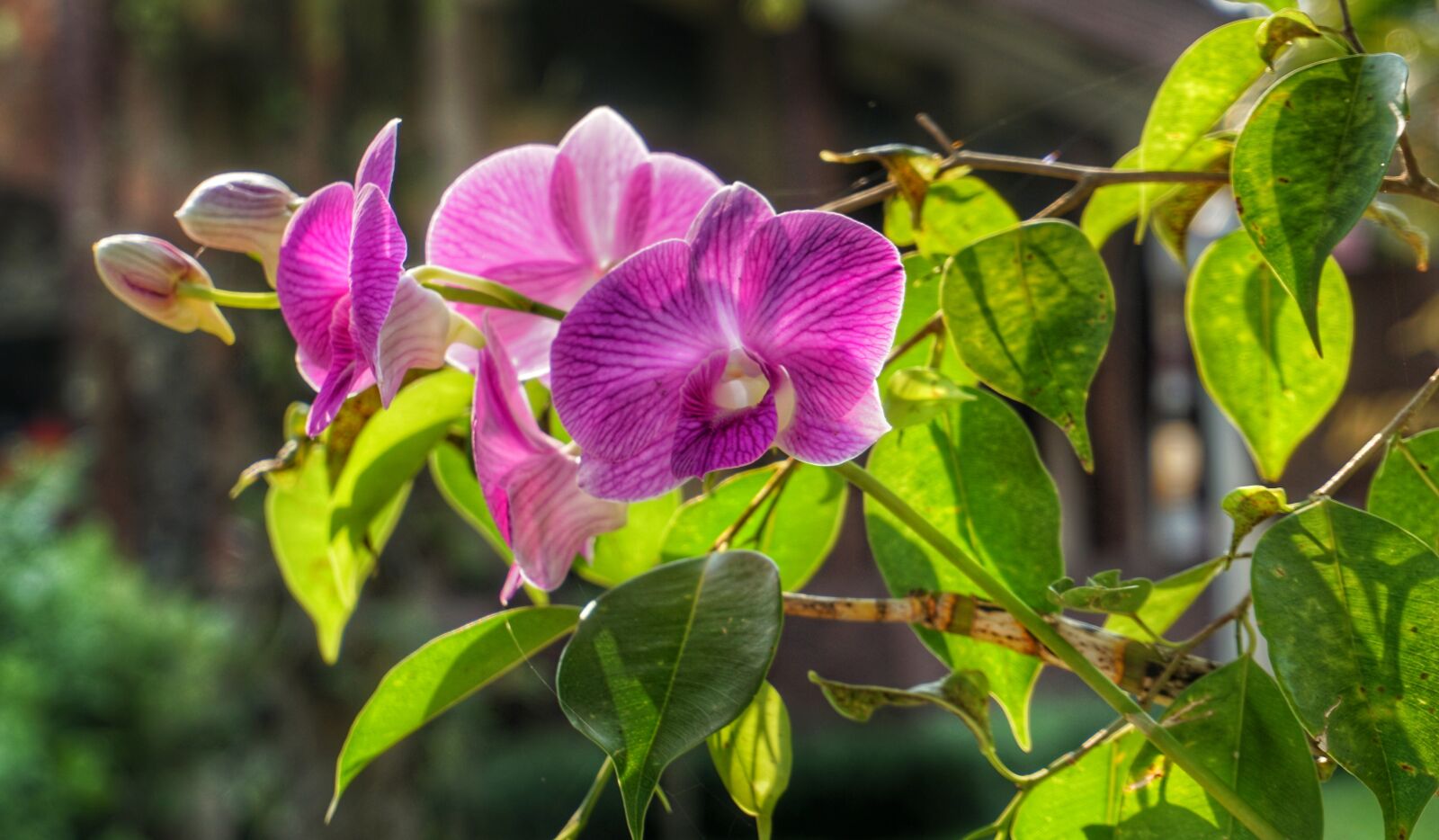 Sony a6300 sample photo. Orchid, purple, flower photography