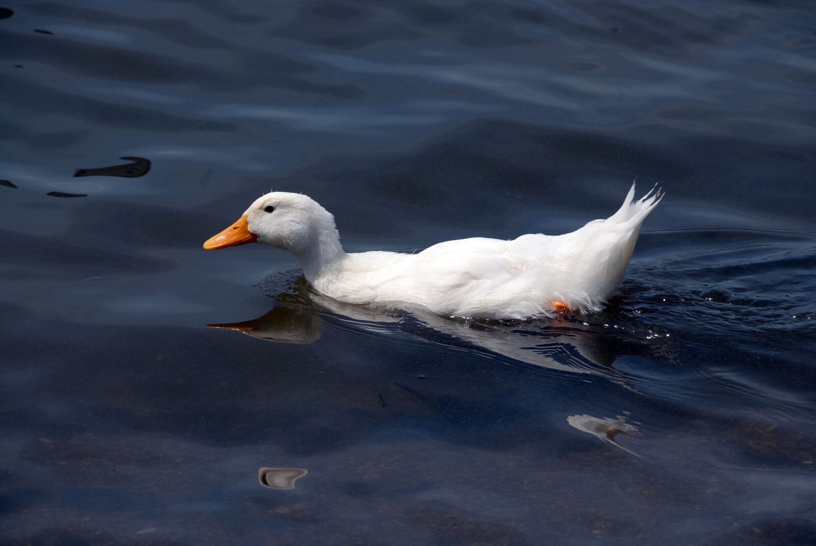Nikon D200 sample photo. Duck, pond, bird photography
