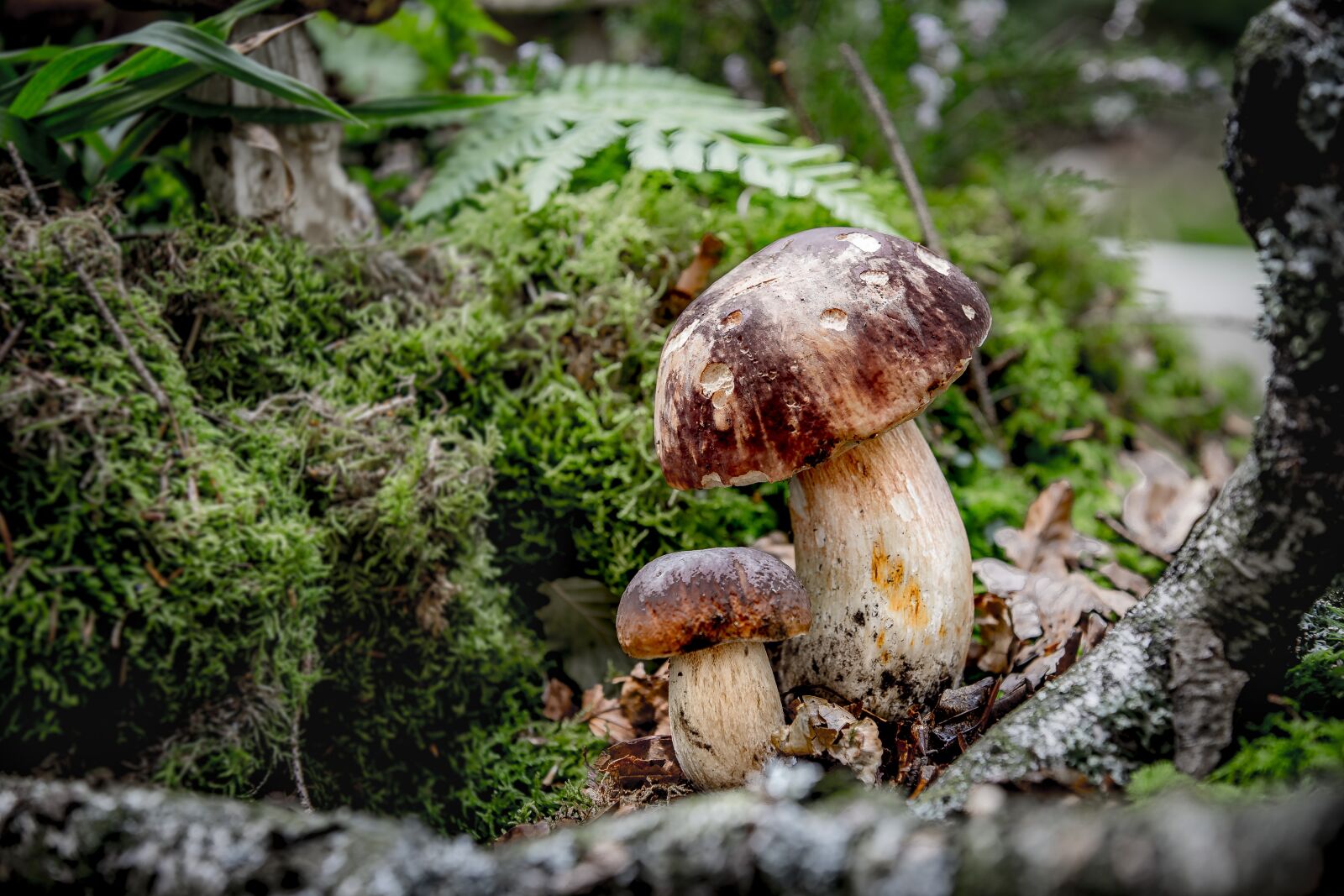 Canon EOS 6D sample photo. Mushroom, cep, moss photography