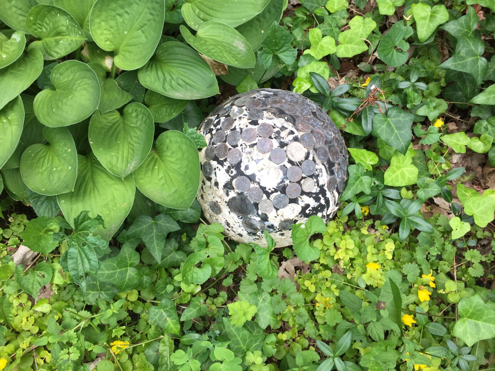 iPhone 6 back camera 4.15mm f/2.2 sample photo. Mothernature photography