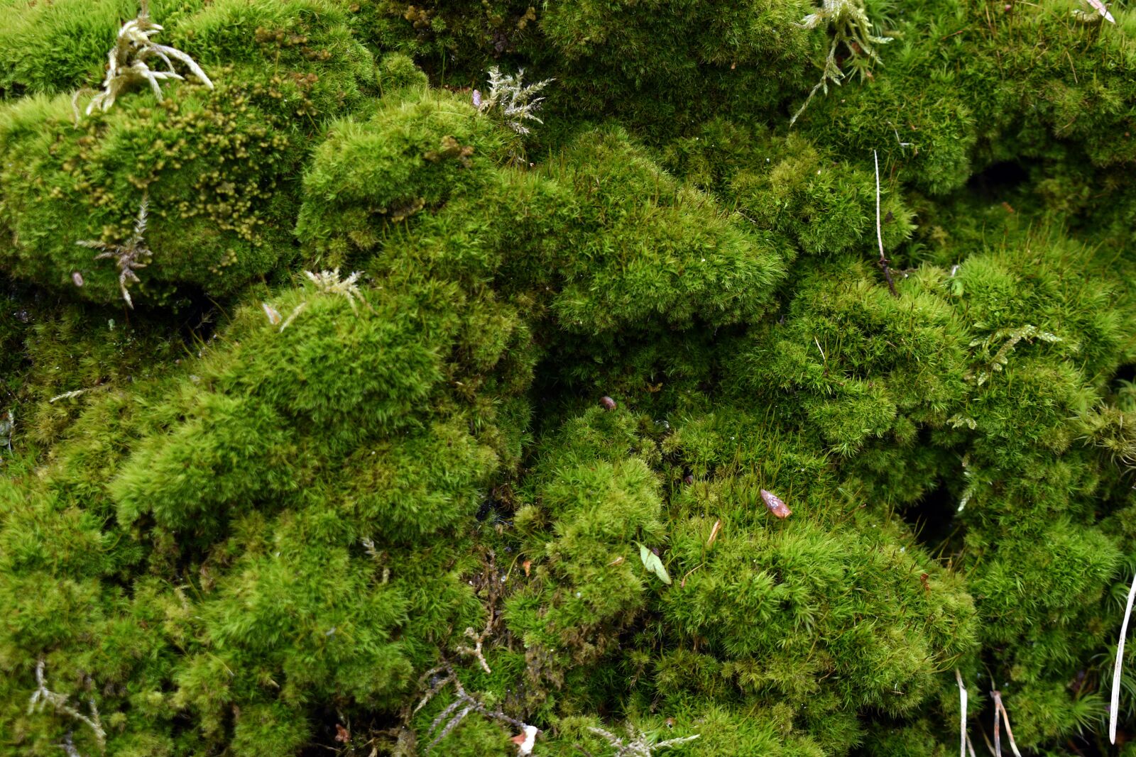 Nikon D3400 sample photo. Moss, nature, forest photography