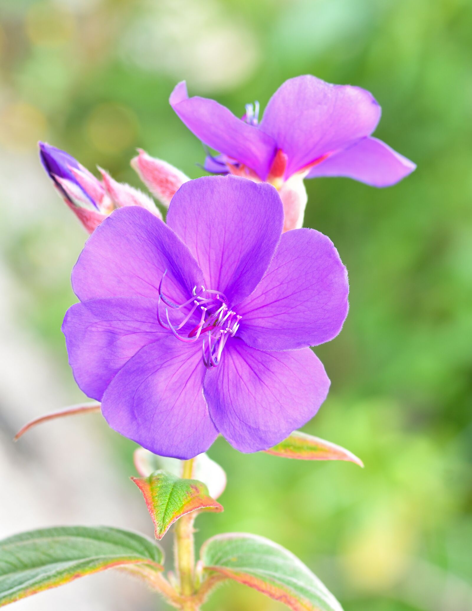 Tokina AT-X Pro 100mm F2.8 Macro sample photo. Flower, macro, violet photography