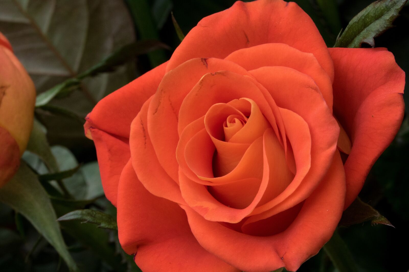 Canon EOS 750D (EOS Rebel T6i / EOS Kiss X8i) sample photo. Rose, rose festival, park photography