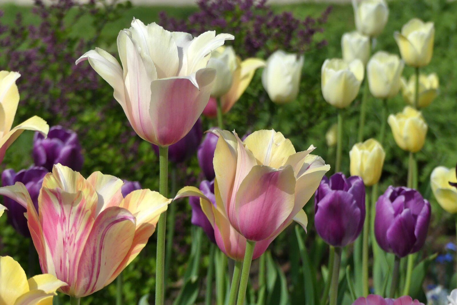 Panasonic Lumix DMC-FZ300 sample photo. Flower, tulip, nature photography