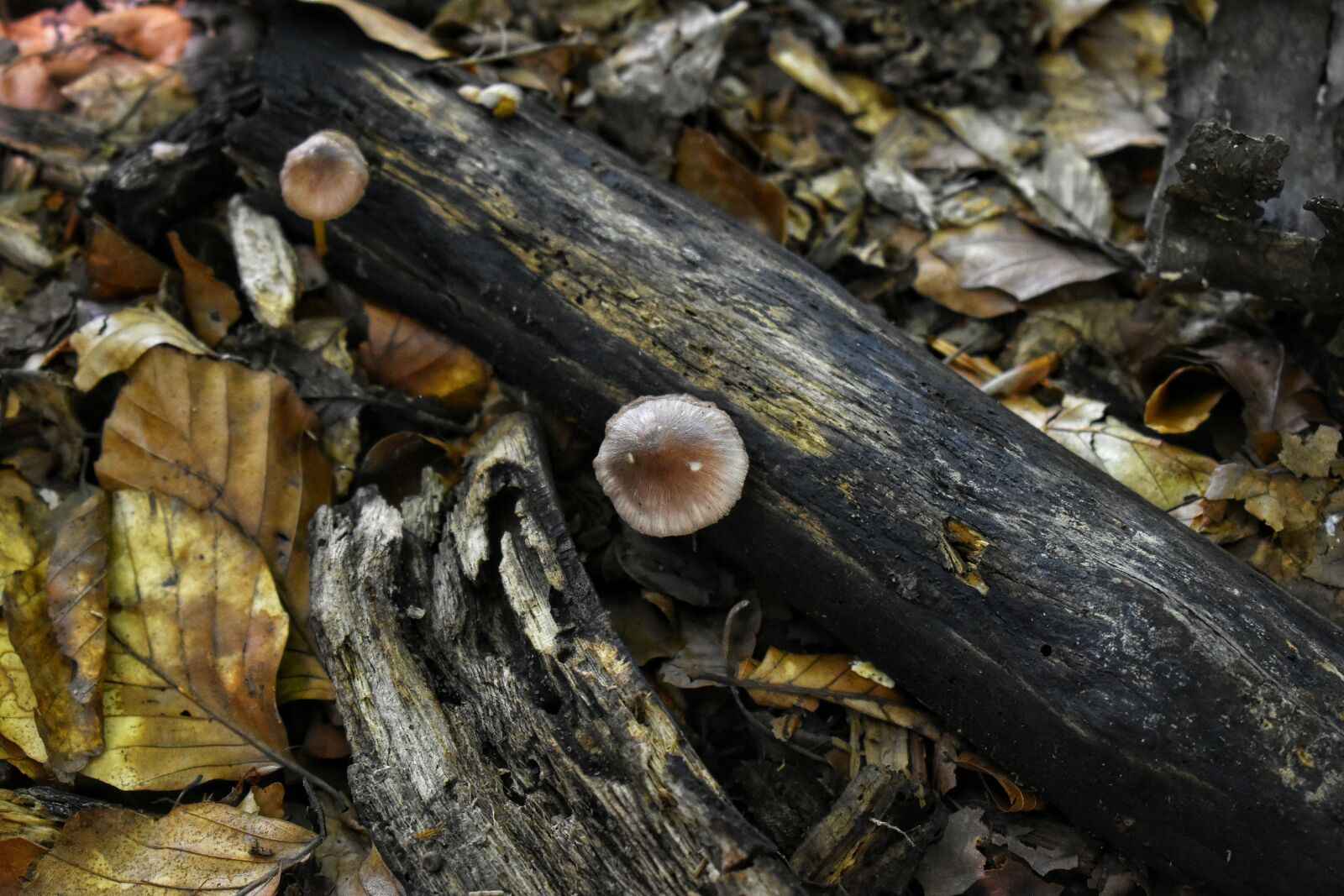 Nikon D3500 sample photo. Mushrooms, forest, plants photography