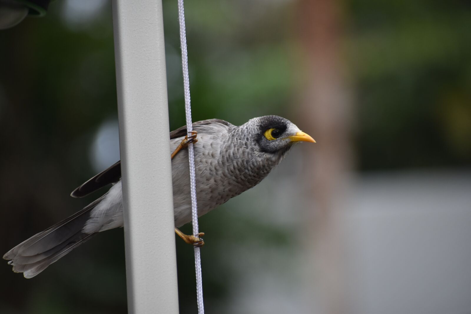 Nikon D5600 sample photo. Bird, nature, animal photography