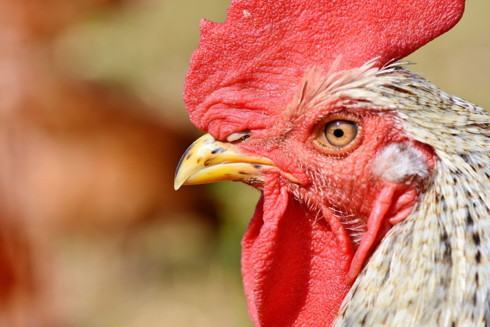 Nikon D7200 sample photo. Hahn, rooster head, crow photography