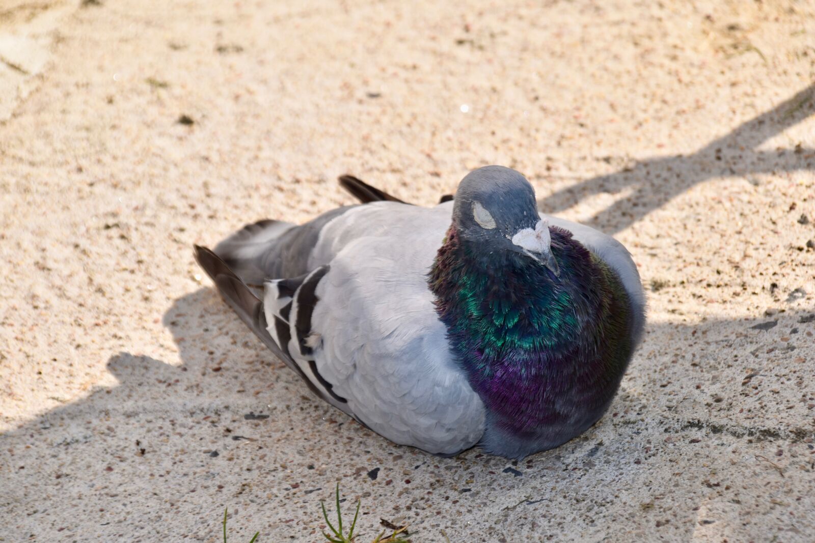Nikon D5600 sample photo. Pigeon, homing pigeon, pigeon photography