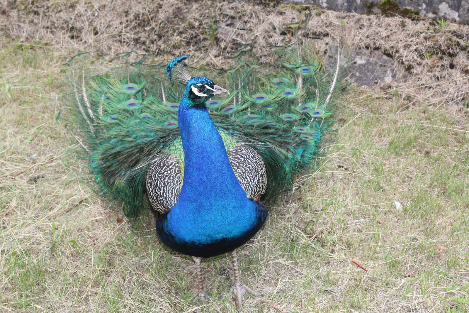 Canon EOS 550D (EOS Rebel T2i / EOS Kiss X4) sample photo. Peacock, birds, bird photography