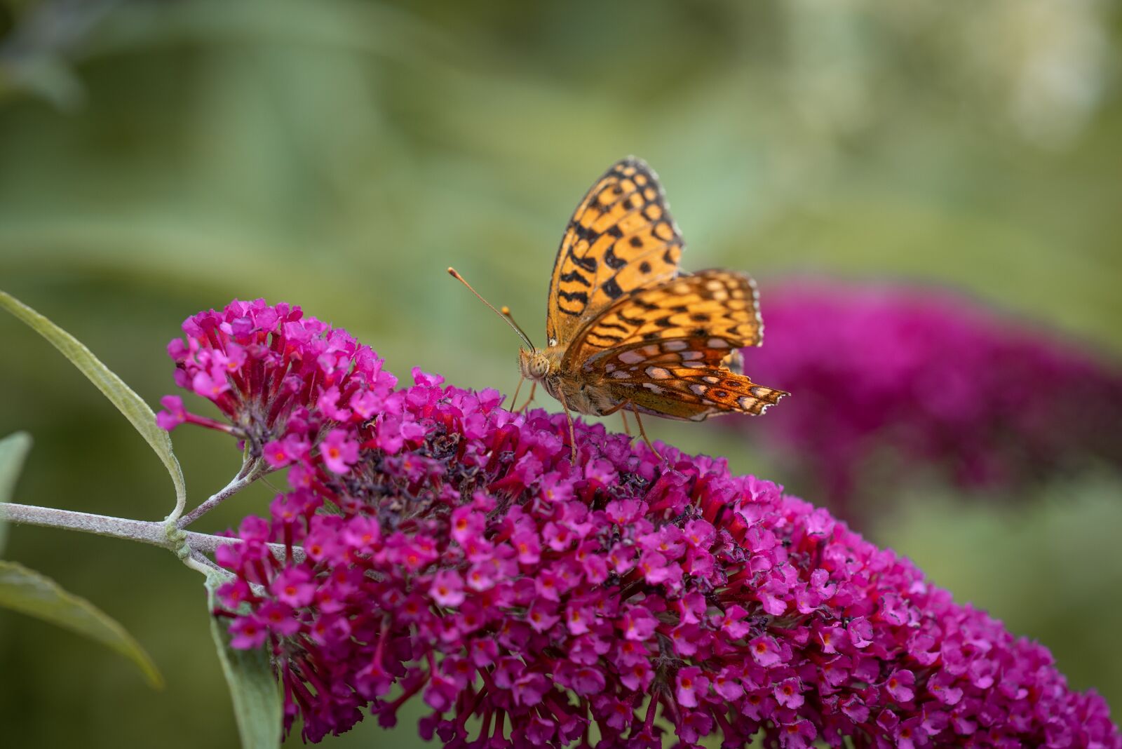 Nikon D750 sample photo. Butterfly, garden, nature photography