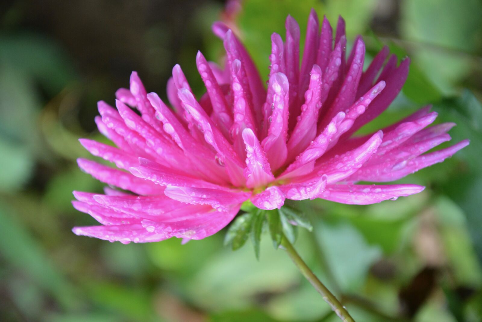 Nikon D5200 sample photo. Flowers, pink flower, petals photography