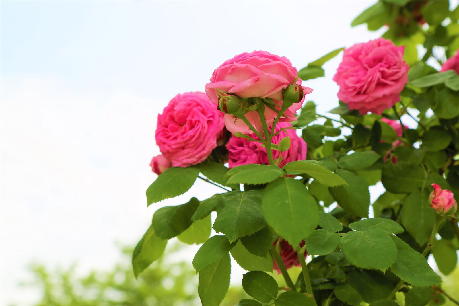 Canon EOS 5D Mark III sample photo. Rose, roses, spring photography