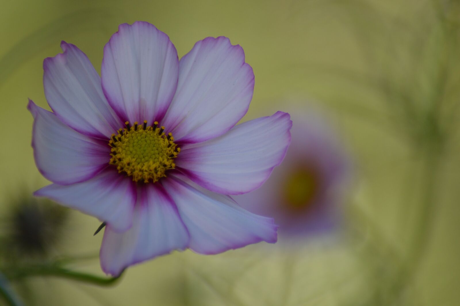 Nikon D3200 sample photo. Flower, beautiful, fulfillment photography