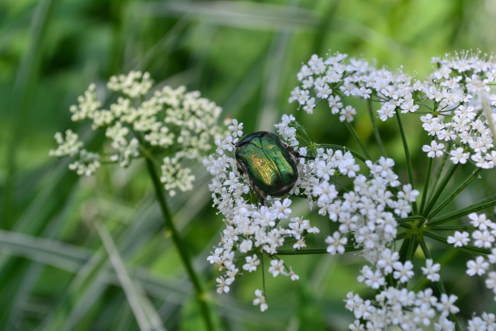 Nikon D3100 sample photo. Beetle, nature, insect photography