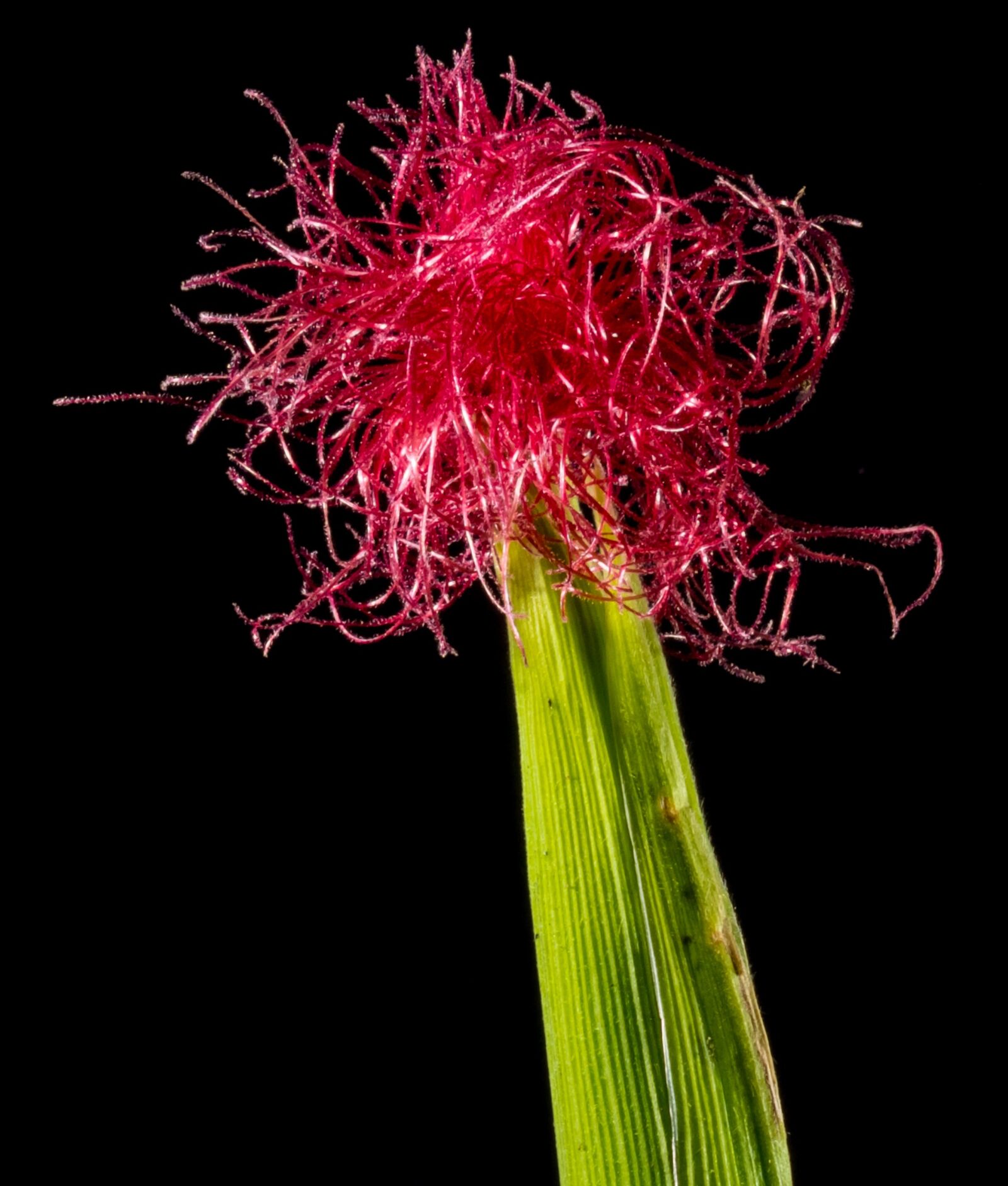 Fujifilm X-S1 sample photo. Corn flower, blooming corn photography